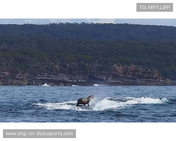 冲浪选手与海豹“抢浪”，全网笑疯